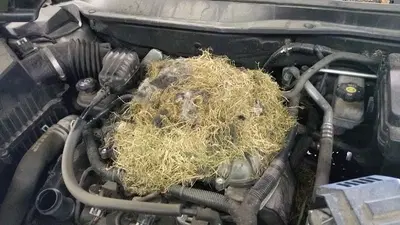 American Auto Repair